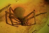 Detailed Fossil Spider (Aranea) In Baltic Amber #81777-1